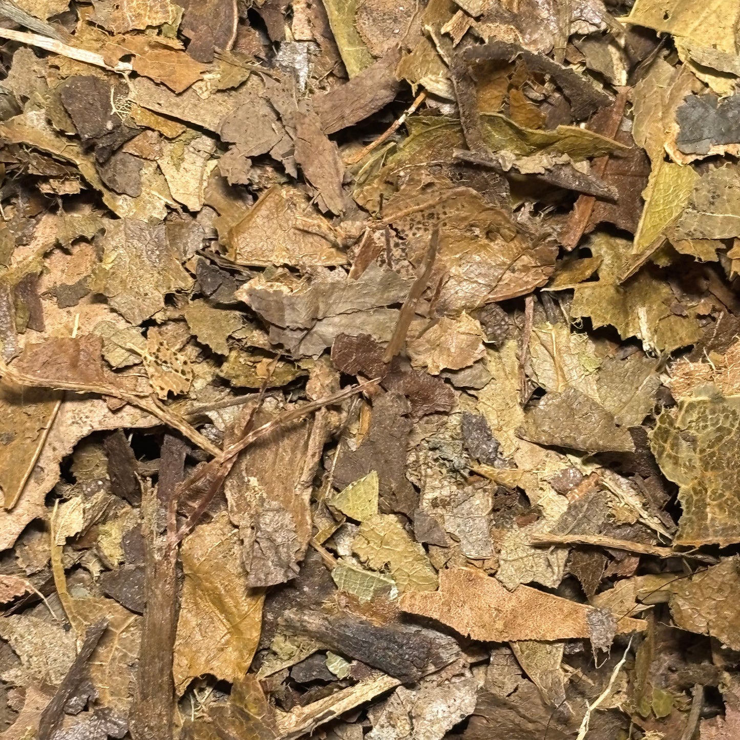 Leaf Litter For Bioactive and Isopod Setups 50g